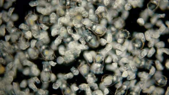 The Colony of Plankton Rotifers Rotifera Under a Microscope