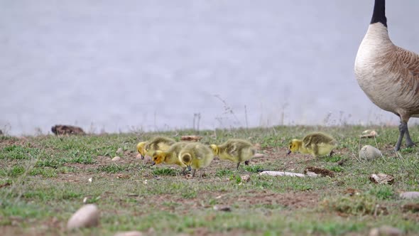 Canada goose goslings grazing through a field near a pond