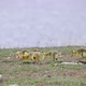 Canada goose goslings grazing through a field near a pond - VideoHive Item for Sale