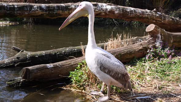 Wild Pelican standing at lake shore, reflecting by sunlight on water surface during sunny day - slow