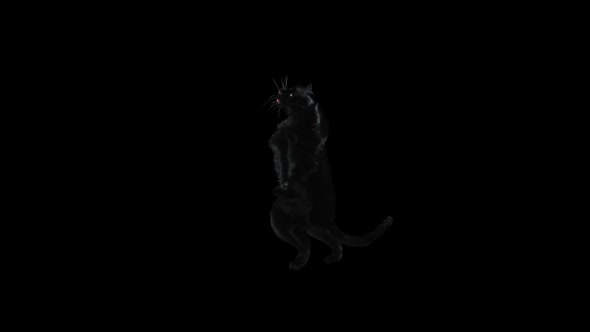 Panther Dancing HD