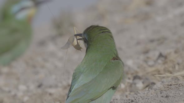 Bee-eater Bird With a Huge Cricket Catch