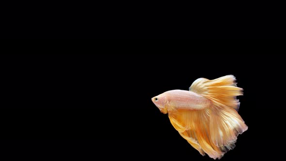 Siamese fighting fish (Betta splendens)