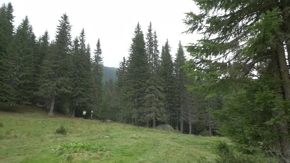 Coniferous Trees in A Mountain Area