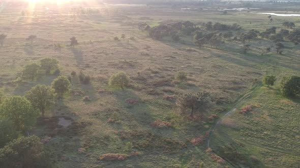 Wild meadow and forest watchtower on sunny evening, aerial view