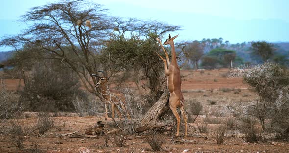 Gerenuk or Waller's Gazelle, litocranius walleri, Female standing on Hind Legs