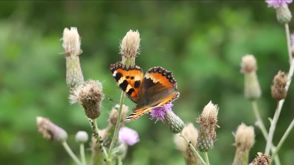 Butterfly A Small Tortoiseshell In The Wood