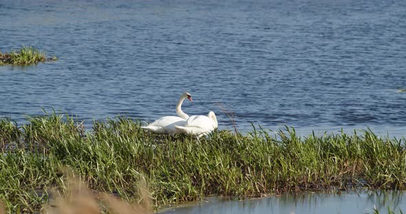 Wild Swans Live On The Pond