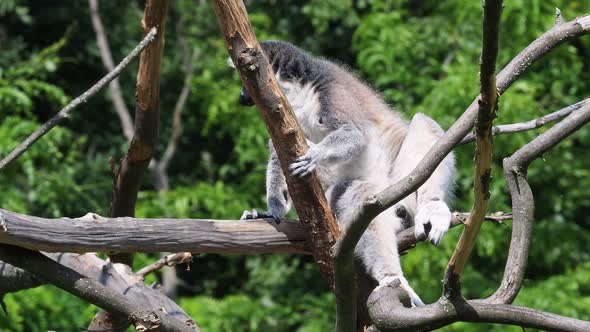 Lemur catta monkey. The ring-tailed lemur (Lemur catta)