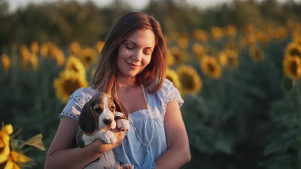 Tiny Beagle Puppy with His Owner in Beautiful Sunflowers Field