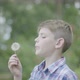 Boy blowing dandelion seedhead - VideoHive Item for Sale
