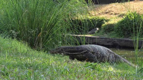 Large asian water monitor crawling into the land from a canal of Lumphini Park in Bangkok, Thailand.