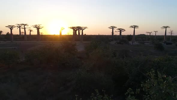 Avenue Of The Baobabs Morondava Madagascar 34