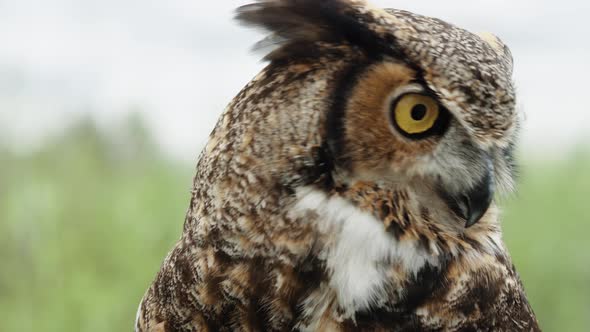 Great horned owl taking flight in slow motion