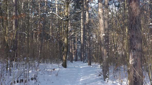 Flight between the trees by winter 4K drone footage