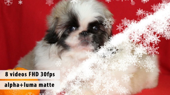 Transitions Snow Jets alt