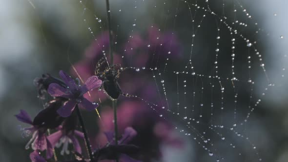 Morning view with dew