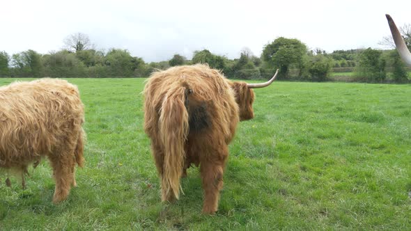 Brown Scottish Highland Cow Having A Shit On The Irish Farmland, In County Laois, Ireland. Static Sh