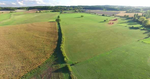 Aerial view of cornfield and meadows with cows