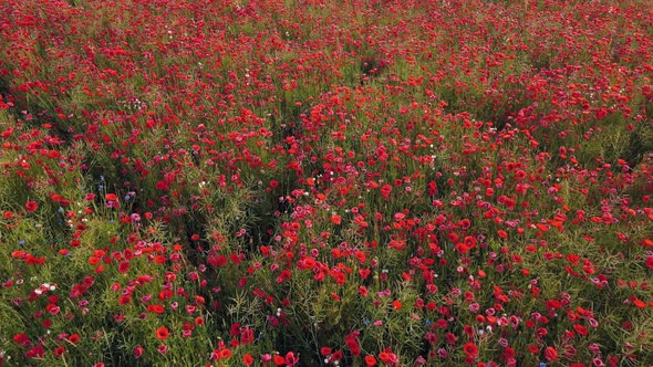 Poppy Field at Sunrise Many Red Flowers