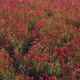Poppy Field at Sunrise Many Red Flowers - VideoHive Item for Sale