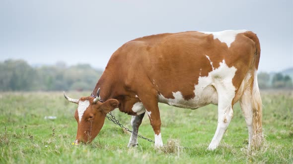 Brown milk cow grazing on green grass at farm grassland.