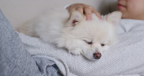 Sleep White Pomeranian with Pet Owner Cuddle