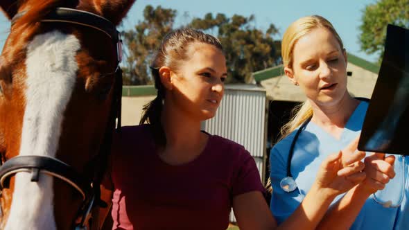 Veterinarian doctor and woman discussing over x-ray 4k