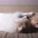 Chihuahua and pomeranian cute dogs playing bite together - VideoHive Item for Sale