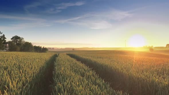 Stunning sunrise over a field with grain in summer