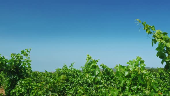 Smooth Rows of Vineyards on a Summer Day in Catalonia Spain