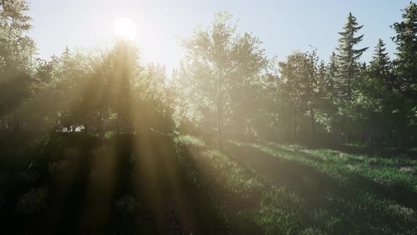 Healthy Green Trees in a Forest