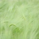Green Wheat 3 - VideoHive Item for Sale