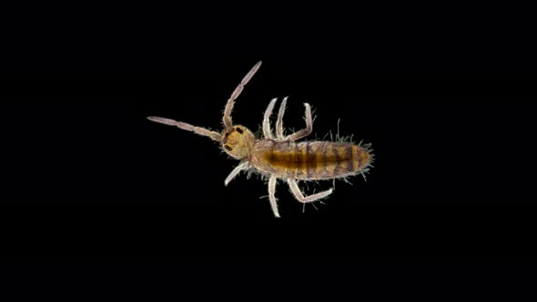 Collembola Insect or Springtail Under the Microscope