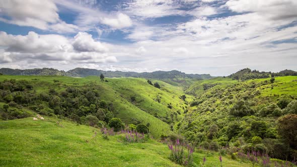 Sunny Day in Green Farmland Nature in Beautiful New Zealand Landscape