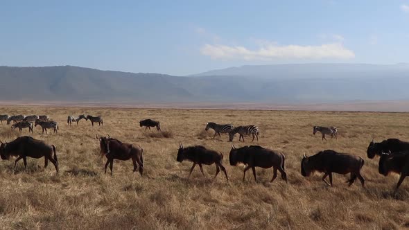 A slow motion clip of a herd wildebeest, Connochaetes taurinus or Gnu marching across a open plain d