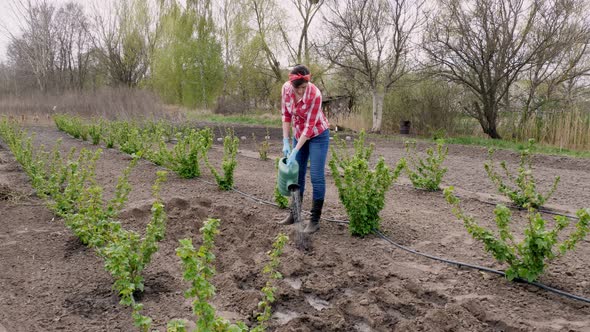 Female Farmer in Checkered Red Shirt and Jeans, Waters Holes with Watering Can for Planting Seeds in