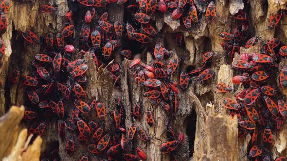 Pyrrhocoris apterus crawl up an old tree. Close-up of a large group of insects.