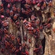 Pyrrhocoris apterus crawl up an old tree. Close-up of a large group of insects. - VideoHive Item for Sale