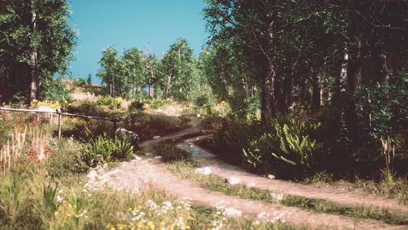 Country Road in a Deciduous Forest on a Foggy Morning alt