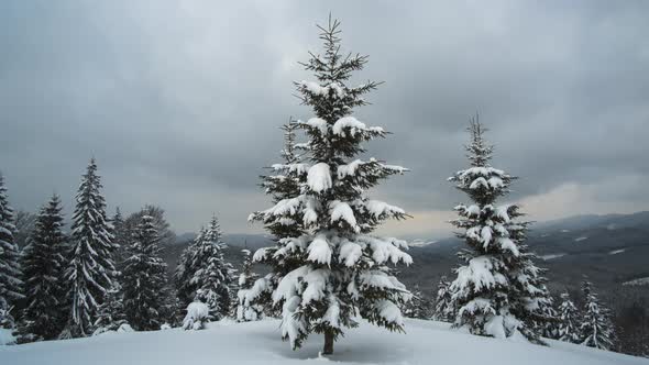 Panoramic landscape with evergreen pine trees covered with fresh fallen snow after heavy