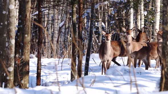 Red Deer Walking in Winter Forest