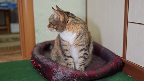 Motley Beautiful Cat Sits in Its Couch