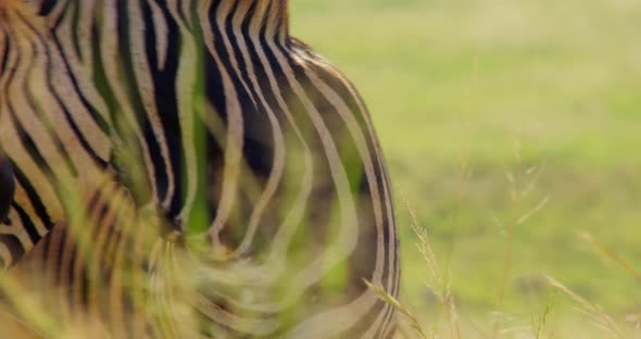 Close Up of Two Zebras Seen Through Weeds and Grass Swaying in the Wind