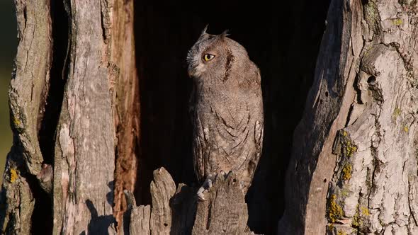Scops Owl looking out of nesthole