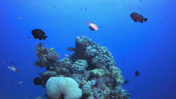 Reef Marine Underwater Scene