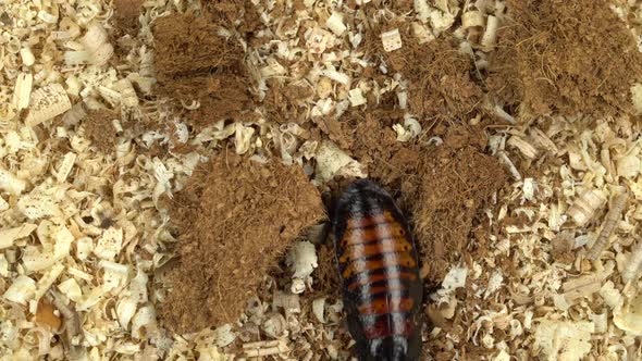 Madagascar Cockroach Creeps in the Sawdust. View From Above