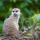 Video of one meerkat sitting in tall green grass looking around - VideoHive Item for Sale