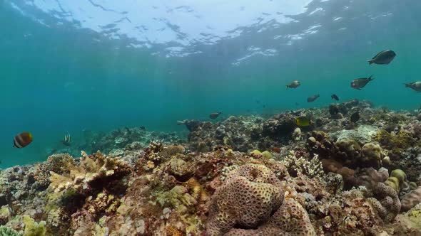 Coral Reef and Tropical Fish