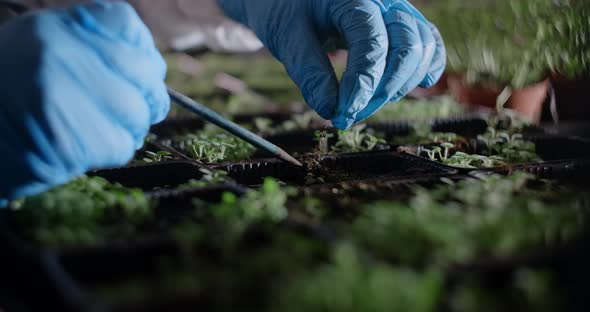 Agriculture Farmer Transplants Seedlings of Microgreens in the Greenhouse  60p Prores